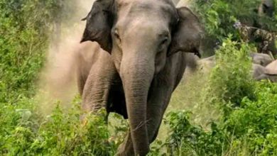 Photo of ട്രക്കിങ്ങിന് പോയ മലയാളി യുവതിയെ കാട്ടാന ചവിട്ടിക്കൊന്നു