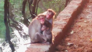 Photo of വയനാട്ടിൽ കുരങ്ങ് പനിയ്‌ക്കെതിരെ പ്രതിരോധ പ്രവർത്തനങ്ങൾ ഊർജിതമാക്കി