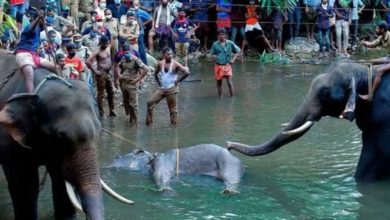 Photo of കാട്ടാനയുടെ ദുരൂഹമരണം: രണ്ട് പേര്‍ കസ്റ്റഡിയില്‍